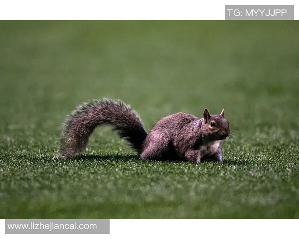 松鼠球星:从草地小将到绿茵场传奇的励志成长故事 松鼠球星:从草地小将到绿茵场传奇的励志成长故事